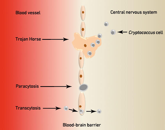 MT Feb 16 cryptococci fig4