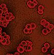 Journal of Medical Microbiology