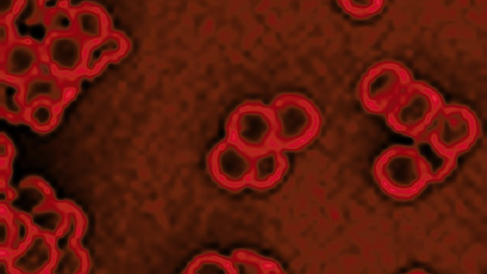 Journal of Medical Microbiology