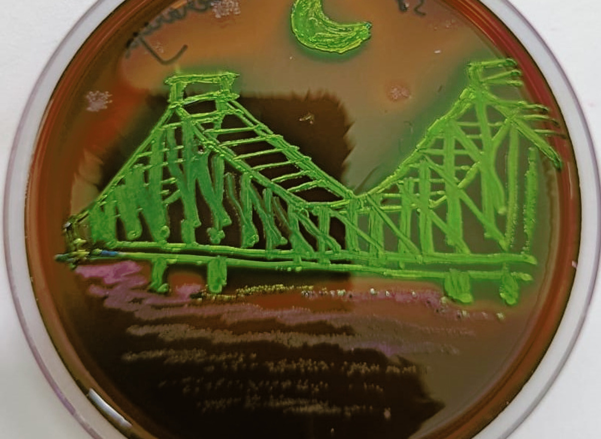 Agar art plate 7
