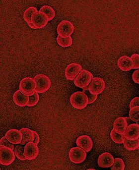 Branding used for The Journal of Medical Microbiology