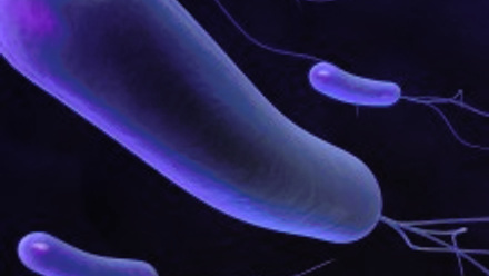 Helicobacter pylori