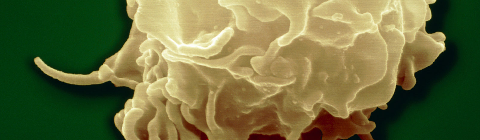 Exploring-the-Microbe–Immune-System-Interface-1800x1788px.jpg