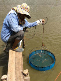 Shrimp farmer