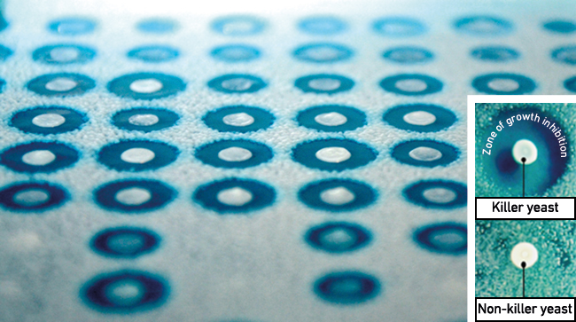 MT Feb 16 mycoviruses circular colonies