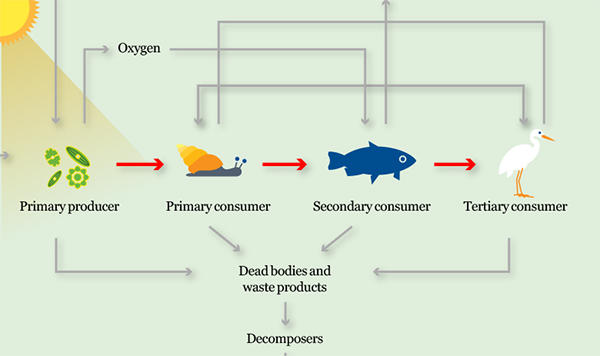 Food chain, Microbes and the outdoors