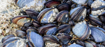 Mussels.jpg