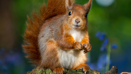 Squirrel Press Release.jpg