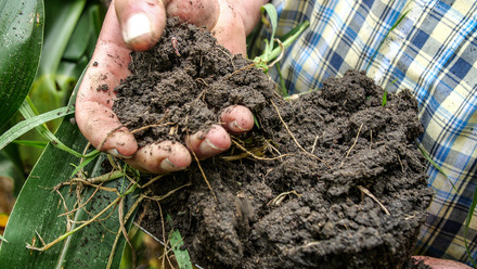 Soil microbiome pic.jpg 2