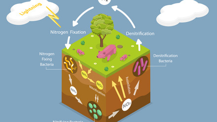 Nitrogen cycle, illustrated in a cartoon style