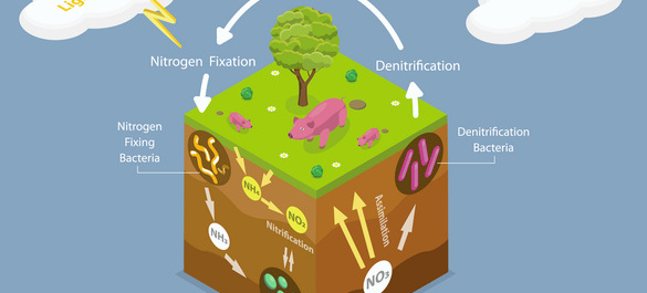 Nitrogen cycle, illustrated in a cartoon style