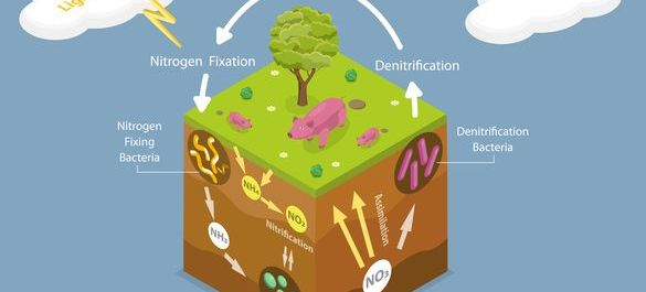 Nitrogen-cycle.jpg