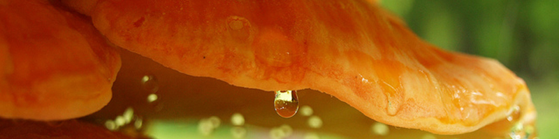 Fungal-spores-the-root-of rain-800x200px.jpg