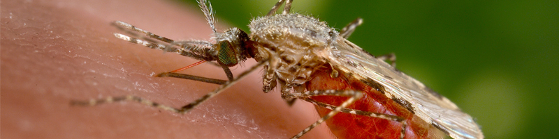 Mosquito-bites-More-than-just-an irritation-800x200px.jpg
