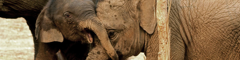 EEHV-Herpes-infection-often-fatal-to-baby elephants-800x200px.jpg
