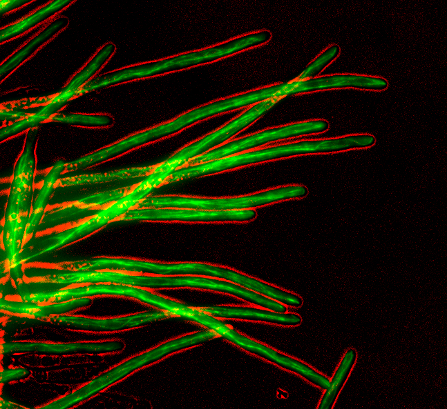 Dynamic fungus background