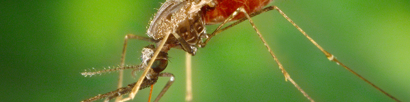 World-Malaria-Day-2015-800x200px.jpg