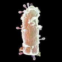 MT Feb 2013 Bacteriophage